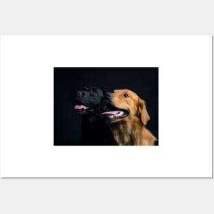 Retrievers Posters and Art